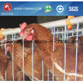 Silver Star Factory Outlet Price Jaulas de pollos de gallinas de granja de aves de corral